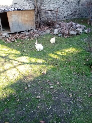 Dovşanlar: Ağ tüklü dovşan balaları.anasi atasi hamsi biryerde satilir.anasi — 13