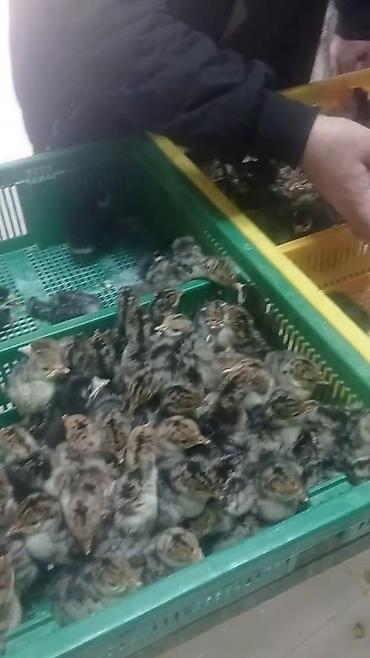 Cücələr: Hinduşka cücələri, Ətlik — 3