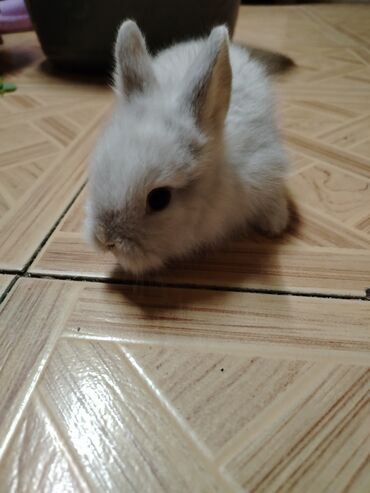 Gəmiricilər: Dekorativ karlik dovşanlar.1 aylıq — 4