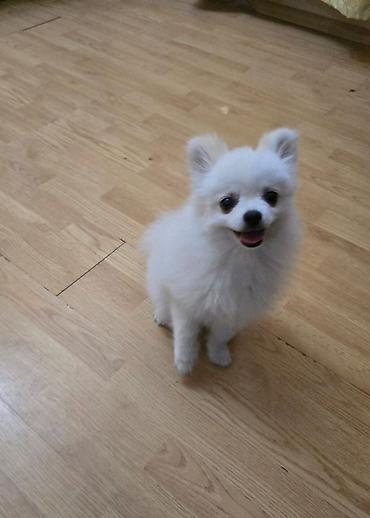 pomeranian mini: Şpitz, 7 ay, Erkək, Ünvandan götürmə — 4