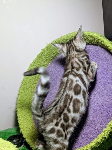 Продажа кошек: Бенгальская, 2 месяца, Мальчик, С документами, Приучена к лотку, Проглистована — 3
