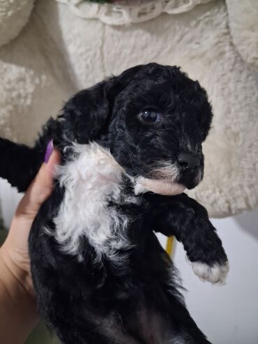 İtlər: Pudel — 7