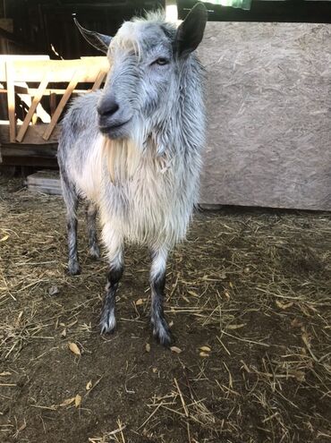 продажа попугаев жако: Продаю | Козёл (самец) | Зааненская, Нубийская | Для разведения | Осеменитель