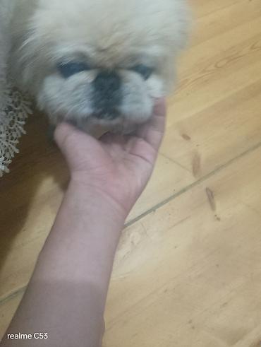 ev itiləri: Pekines, 2 il, Erkək, Peyvəndli, Ödənişli çatdırılma — 2
