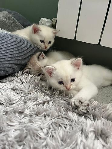 Pişiklər: Şinşilla — 9