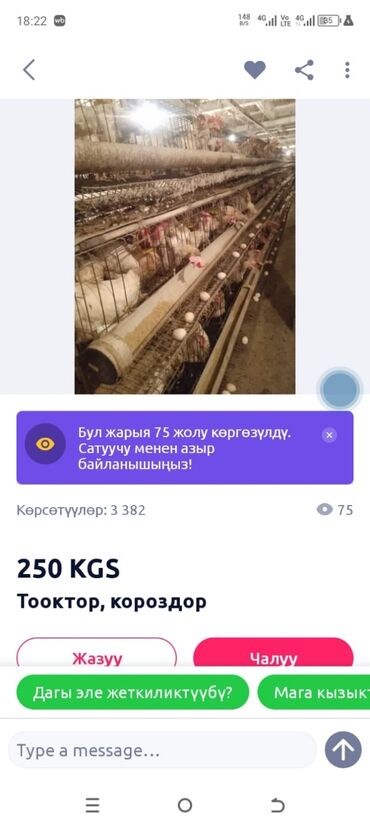 Другие животные: Куры несушки 1год