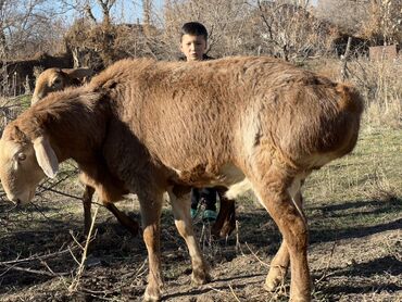 Бараны, овцы: Продаю | Баран (самец) | Для разведения — 6