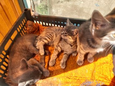Кошки: Кошка даром: Беспородная, 2 месяца, Мальчик