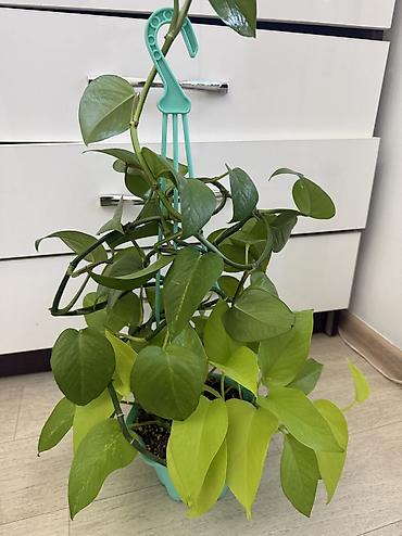 плющ комнатный: Плющеподобные лианы эпипремнум (Pothos/Scindapsus) в горшках. - Два — 8
