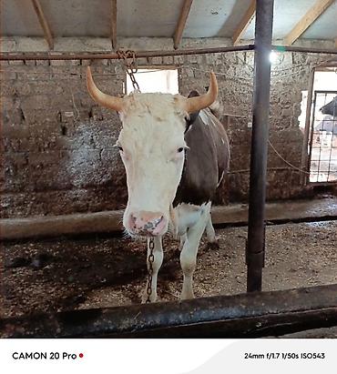 inək: Salam kecen il Voronejden 1 ci qarina getirdiyim simmental duyedi — 3