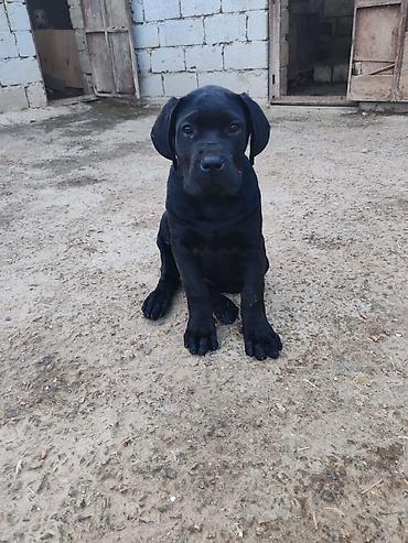cane corso yavru: Kane-Korso, 3 ay, Erkək, Sənədli, Ödənişli çatdırılma, Pulsuz çatdırılma — 1