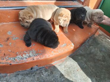 Продажа собак: Щенки шарпея - Порода: шарпей, классические «морщинки», плотная — 5