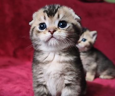 Продажа кошек: Скотиш Фолд (Шотландская вислоухая), 2 месяца, Девочка at lalafo.kg — 13 Продажа кошек: Скотиш Фолд (Шотландская вислоухая), 2 месяца, Девочка — 13