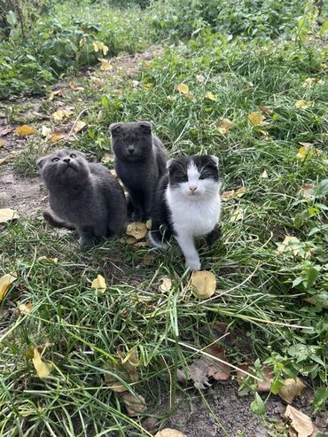 купить щенка немецкой овчарки из питомника: Котята с вислоухими ушками - Помет из трех котят: два сплошных серых