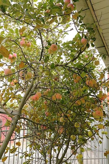 Продажа таунхаусов: Продаю уютный, благоустроенный, кирпичный дом р-н Киркомстром — 21