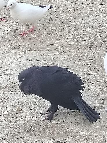 qara xaski: Salam öz quslarimin balasidi basi cil erkekle qarsindaki qara mayadan — 5