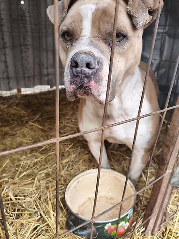 Отдам даром собаку: Собака даром: Бульдог, Более 5 лет, Самец, С прививкой — 9