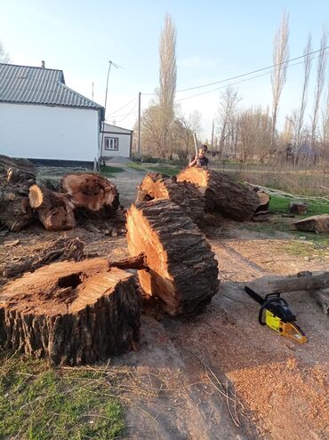 Другие услуги: Услуги арбориста обследование дерева и экспертная оценка его — 13