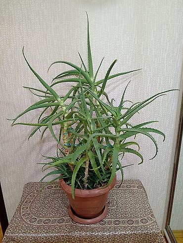 алоэ вера купить: Aloe vera (sukkulent) – iri dibçəkdə - Növ: Aloe vera, ev üçün — 1