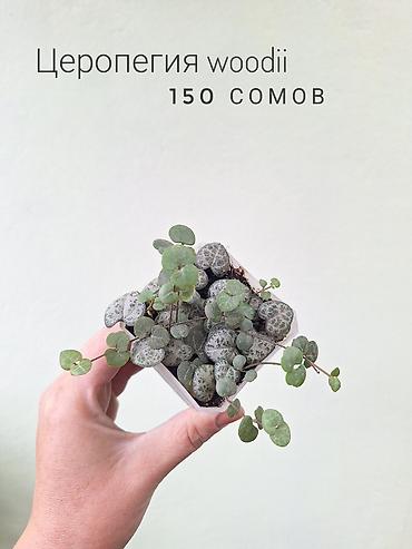растения в аквариум: 🌿 Комнатные растения/цветы (детки/молодые растения). 🪴 Названия и цены — 2