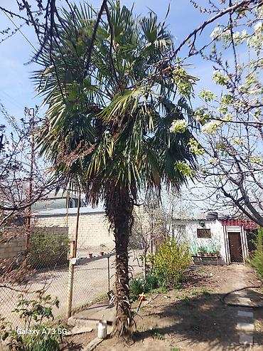 ağac gülləri: Trachycarpus fortunei (Kənarları pərli xurma/pal­ma) – həyət və bağlar — 2