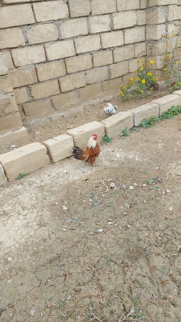 сетка для клетки попугая: Məhsul: Dekorativ bantam cücələr və xoruzlar Təsvir: - Şəkillərdə