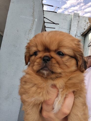 İtlər: Pekines — 5