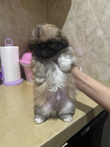 İtlər: Pekines, 2 ay, Erkek, Ünvandan götürmə, Ödənişli çatdırılma