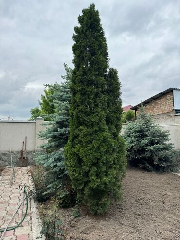 продаю елку: Туя 3,5 метра. продаем срочно ‼️