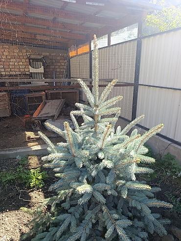 Үй жана бакча: Ель колючая (Picea pungens), голубая форма + туя западная (шаровидная) — 5