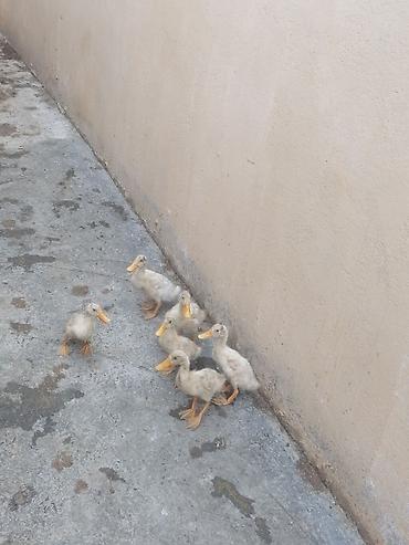 карликовый пудель цена: Pekin balları tam sağlam heyvanlardi saxlıya bilmirəm deye satram 6 — 1