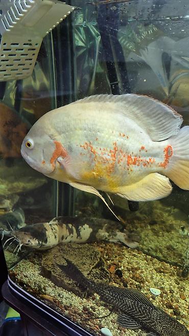 Балыктар: Астронотусы (Oscar, Astronotus ocellatus) — крупные декоративные — 1