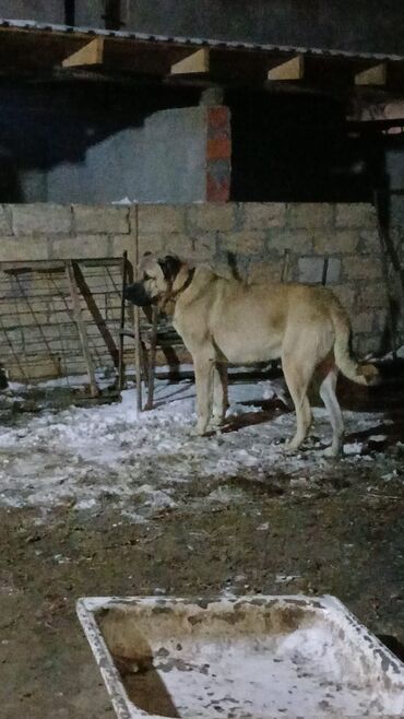 İtlər: Qurdbasar, 2 il, Erkek — 6