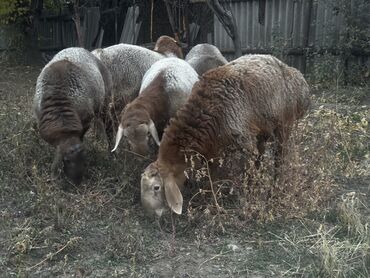 сколько стоит кролик домашний: Сатам | Ургаачы кой (ургаачы) | Көбөйтүү үчүн