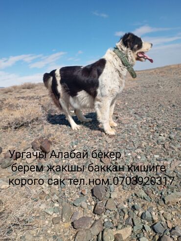 отдам в добрые руки: Собака даром: Алабай, 3 года, Самка, С родословной at lalafo.kg отдам в добрые руки: Собака даром: Алабай, 3 года, Самка, С родословной