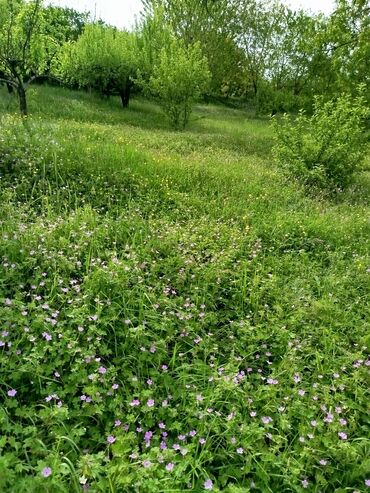 Torpaq sahələrinin satışı: 24 sot, Biznes üçün, Mülkiyyətçi, Kupça (Çıxarış) — 9