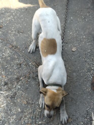 Продажа собак: Алабай, 7 месяцев, Самка, С прививкой, С родословной — 5