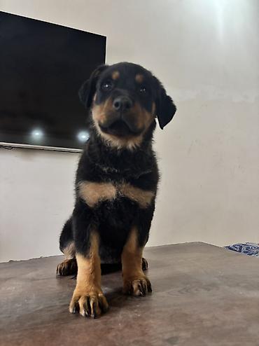 İtlər: Rotveyler, 2 ay, Dişi — 5