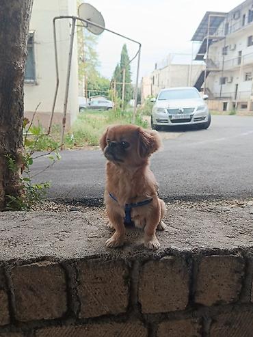 kangal itləri: Pekines, 1 il, Erkək, Ünvandan götürmə — 4