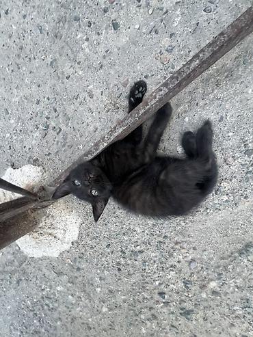 Кошки: Котята, помёт из нескольких малышей - Шерсть короткая, мягкая; у — 5