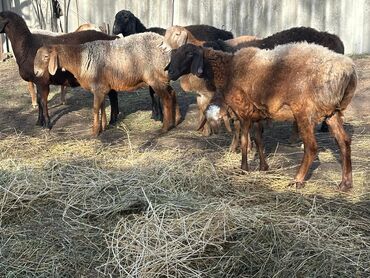 Бараны, овцы: Продаю | Овца (самка), Ягненок, Баран (самец) at lalafo.kg — 15 Бараны, овцы: Продаю | Овца (самка), Ягненок, Баран (самец) — 15