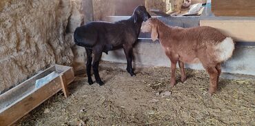 животные лошадь: Продаю черного кочкорика возраст пять месяцев, рост 80+! Уши 18 !