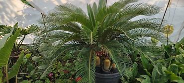 Комнатные растения: Saqo palmı (Cycas revoluta) – iri, dekorativ saksı bitkisi - Növ — 2