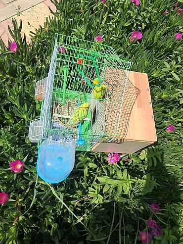 akvarium ve baliqlar: Dalğalı tutuquşu cütü və aksesuarlarla qəfəs dəsti Məhsul tərkibi: - — 3