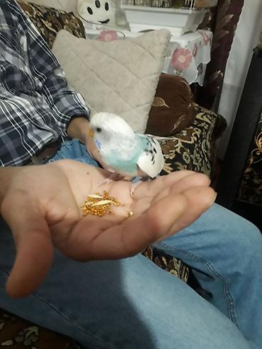 Digər quşlar: 2 aylıg qırmızı göz ələ öyrəşmiş quşdu
sumqayit — 18