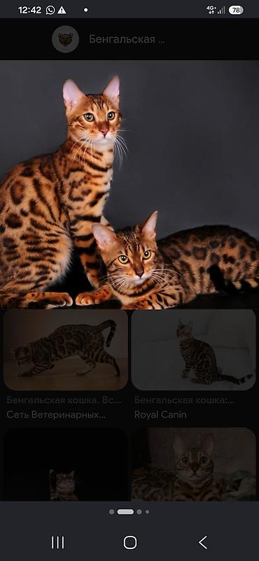 барханный кот купить: Бенгальская, 6 месяцев, Девочка, Золотая шиншилла, С документами, С прививками, Приучена к лотку — 1