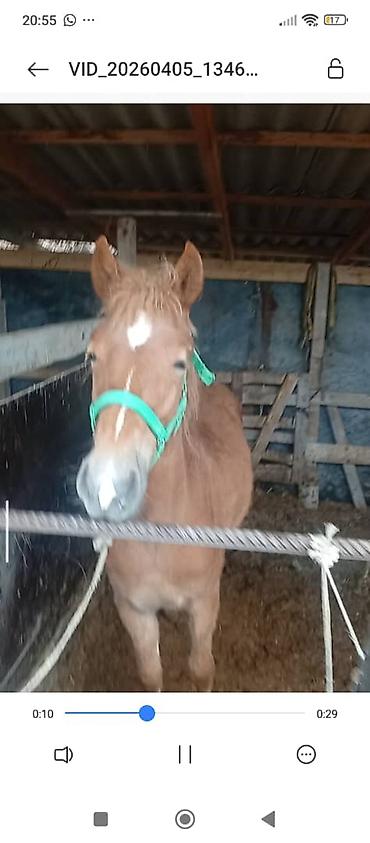 Лошади, кони: Продаю | Жеребец | Дончак — 1