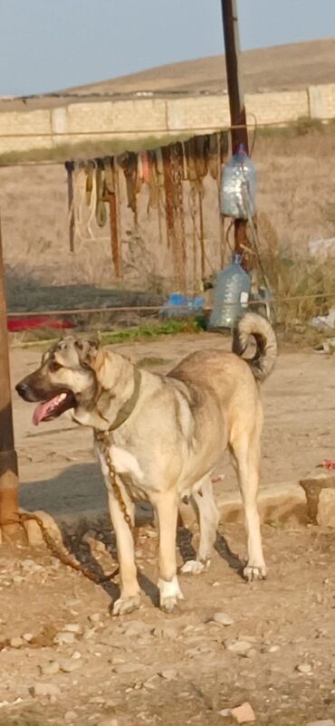 İtlər: Kanqal, 2 il, Dişi, Peyvəndli, Ödənişli çatdırılma — 4