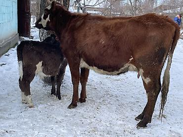 Коровы, быки: Продаю | Корова (самка) | Полукровка | Для молока | После отела at lalafo.kg — 10 Коровы, быки: Продаю | Корова (самка) | Полукровка | Для молока | После отела — 10