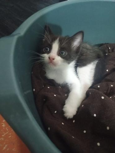щенка шпиц: Котёнок, окрас черно-белый (tuxedo). Большие выразительные глаза — 4